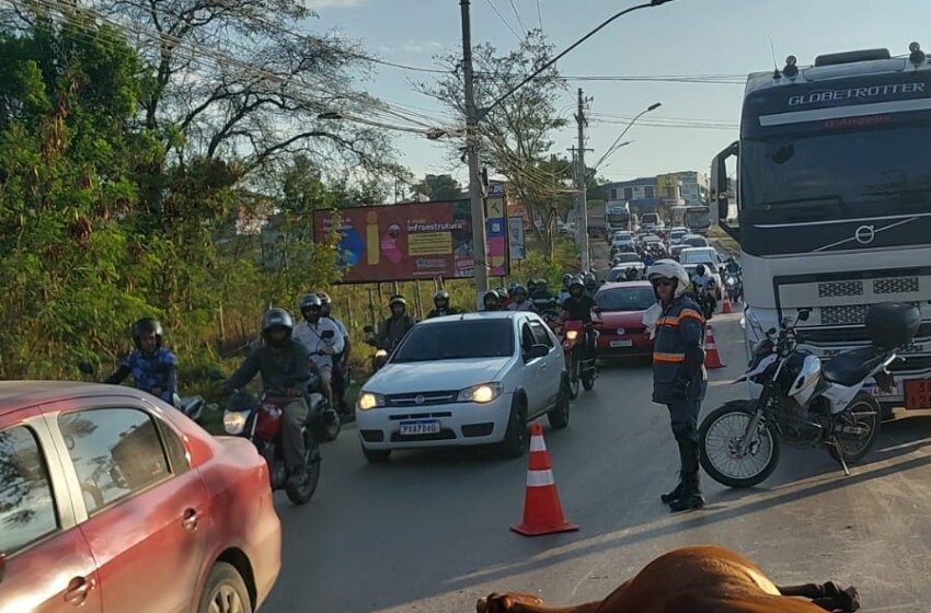  Animal atravessa avenida e morre atropelado