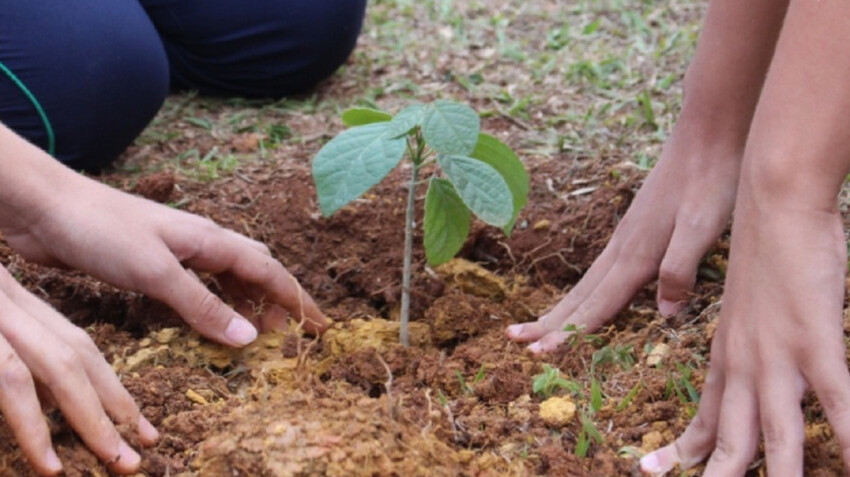  Municípios aderiram ao Minas Contra o Desmatamento