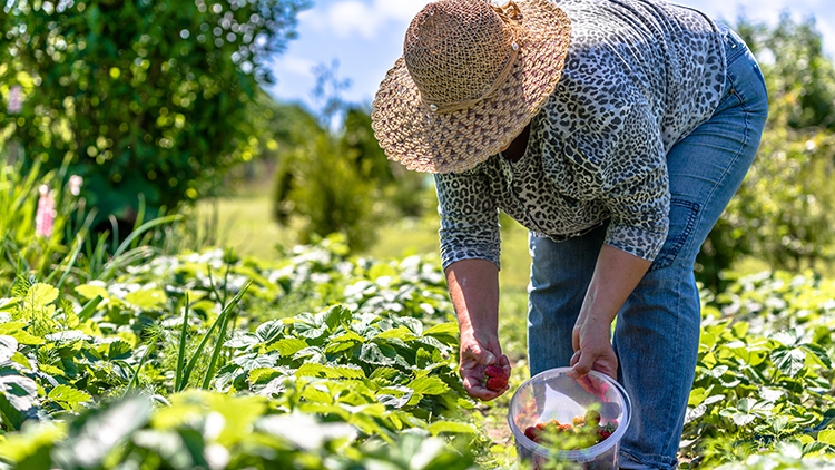  Circuito Agroecológico: Codanorte abre inscrições para agricultores familiares