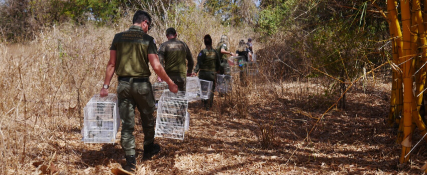  Operação Especial de combate ao tráfico de animais apreende 220 aves e aplica mais de R$ 1 milhão em multas no Norte de Minas