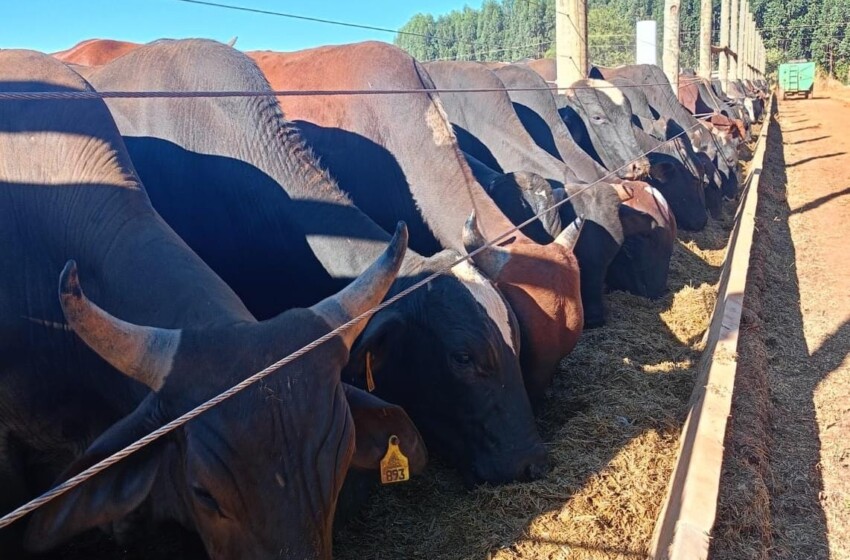  “Dia de Futuro” destaca nutrição animal