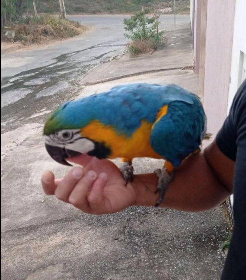  Arara mantida em cativeiro é apreendida pela PF