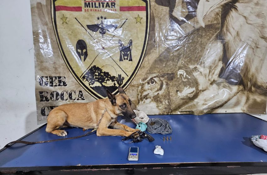  Cães descobrem que galinheiro era usado para esconder maconha