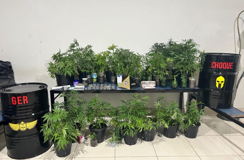  Universitários montam estufa de maconha em apartamento e acabam presos
