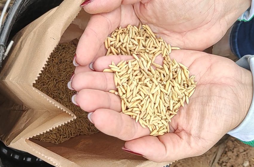  Epamig desenvolve projeto para expandir o cultivo de arroz de terras altas no Jequitinhonha e no Norte de Minas