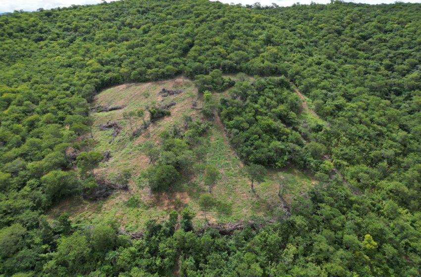  Operação “Mata Branca” expõe saque à natureza e despeja R$ 726 mil em multas no Norte de Minas