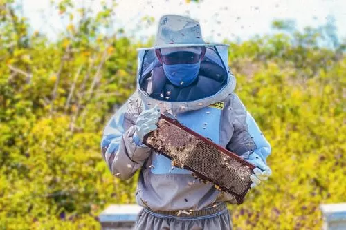  Dia de Campo sobre a Produção de Própolis Verde em Campo Azul
