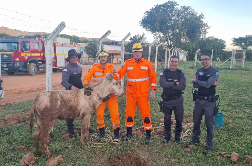  Drama e resgate: jumento cai em bueiro de 2,5 metros e mobiliza força-tarefa em Francisco Sá