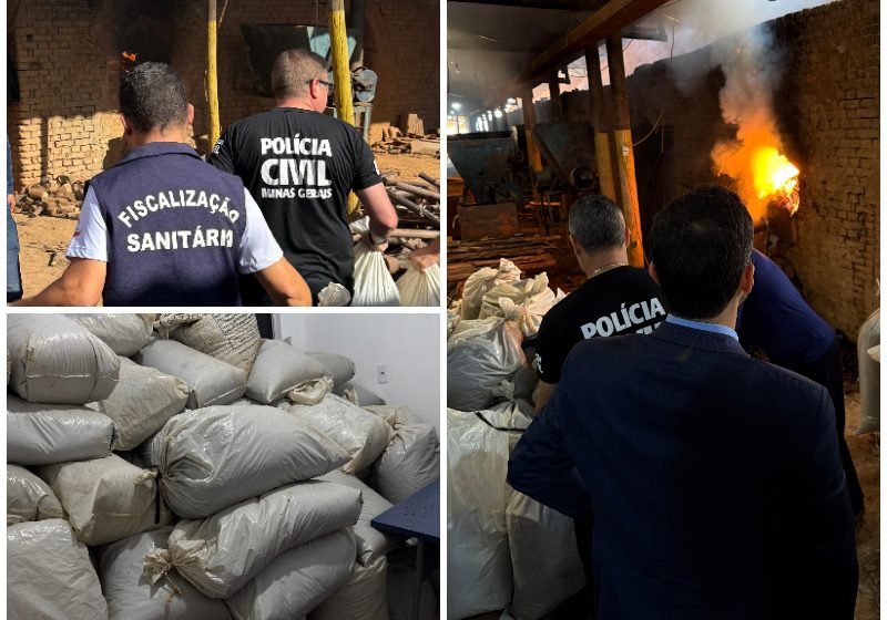  PCMG incinera meia tonelada de maconha em Turmalina