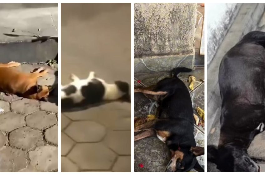  Mortes de animais assustam Salinas e levantam suspeita de ação criminosa