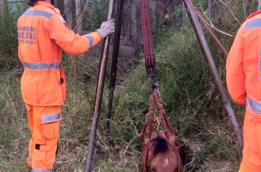  Militares do CB realizam resgate de animal em fossa desativada